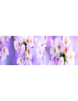 Glas Küchenrückwand 6 mm ESG Motive KRWM-0250