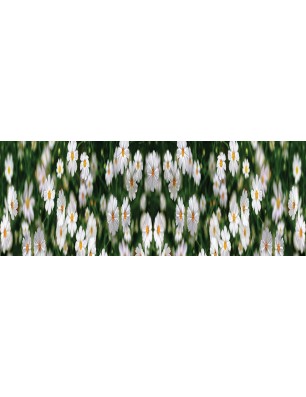 Glas Küchenrückwand 6 mm ESG Motive KRWM-0364