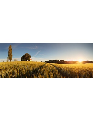 Glas Küchenrückwand 6 mm ESG Motive KRWM-0505