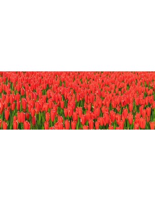 Glas Küchenrückwand 6 mm ESG Motive KRWM-0595