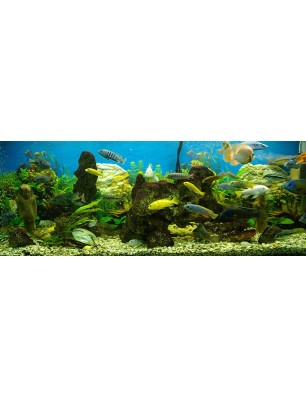 Glas Küchenrückwand 6 mm ESG Motive KRWM-0624