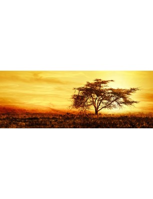 Glas Küchenrückwand 6 mm ESG Motive KRWM-0628