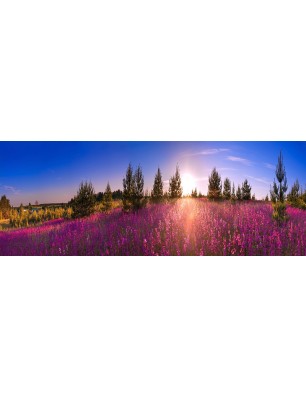 Glas Küchenrückwand 6 mm ESG Motive KRWM-0776