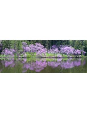 Glas Küchenrückwand 6 mm ESG Motive KRWM-0807