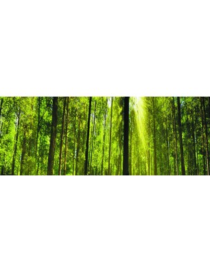 Glas Küchenrückwand 6 mm ESG Motive KRWM-0944