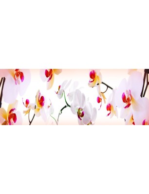 Glas Küchenrückwand 6 mm ESG Motive KRWM-0964