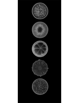 Ganzglastür Fruits Gelasert Auf Klarglas