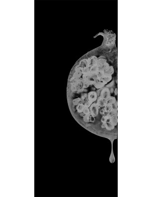 Ganzglastür Fruits 4 Gelasert Auf Klarglas