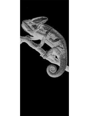 Ganzglastür Camelion II Gelasert Auf Klarglas