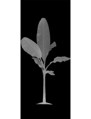 Ganzglastür Banana Gelasert Auf Grauglas