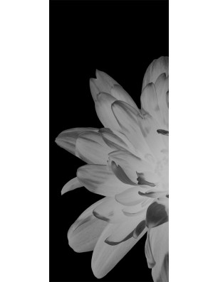 Ganzglastür Blume 2 Gelasert Auf Grauglas