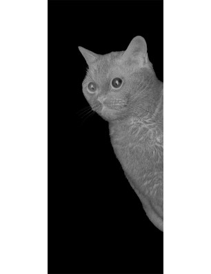 Pendeltür Cats Gelasert Auf Grauglas