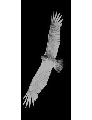 Pendeltür Adler Gelasert Auf Grauglas