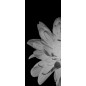 Pendeltür Blume 2 Gelasert Auf Grauglas Pendeltür Blume 2 Gelasert Auf Grauglas