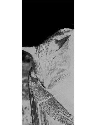 Pendeltür Dreaming Kitty Gelasert Auf Grauglas