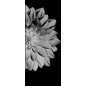 Pendeltür Blume 4 Gelasert Auf Grauglas Pendeltür Blume 4 Gelasert Auf Grauglas