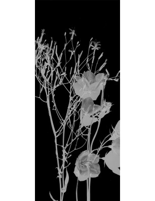 Pendeltür Blume 7 Gelasert Auf Grauglas