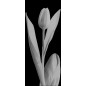 Pendeltür Tulpe Gelasert Auf Grauglas Pendeltür Tulpe Gelasert Auf Grauglas