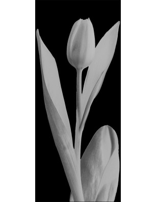 Pendeltür Tulpe Gelasert Auf Grauglas
