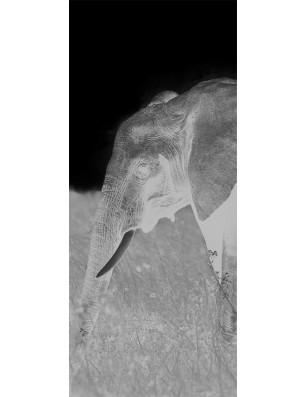 Pendeltür Elefant 3 Gelasert Auf Grauglas