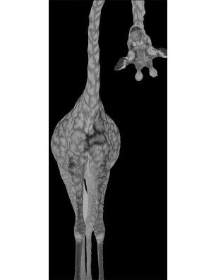 Glasschiebetür SLIM-LINE Giraffenhals Gelasert Auf Grauglas