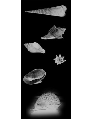 Glasschiebetür SLIM-LINE Muscheln III Gelasert Auf Grauglas