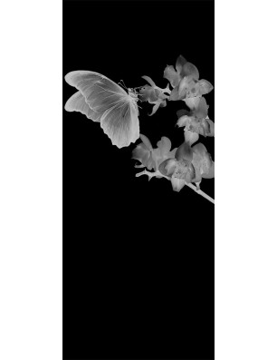 Lichtausschnitt Butterfly Gelasert Auf Klarglas