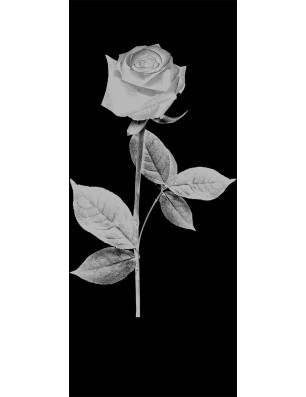Lichtausschnitt Rose I Gelasert Auf Klarglas