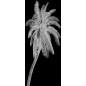 Lichtausschnitt Palme Gelasert Auf Klarglas Lichtausschnitt Palme Gelasert Auf Klarglas