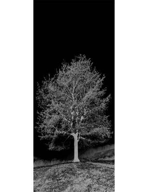 Lichtausschnitt Baum Gelasert Auf Grauglas