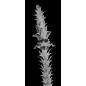 Lichtausschnitt Acantus Montanus Gelasert Auf Grauglas Lichtausschnitt Acantus Montanus Gelasert Auf Grauglas