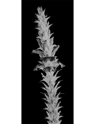 Lichtausschnitt Acantus Montanus Gelasert Auf Grauglas