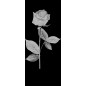Lichtausschnitt Rose I Gelasert Auf Grauglas Lichtausschnitt Rose I Gelasert Auf Grauglas