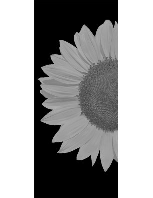 Lichtausschnitt Sonnenblume Gelasert Auf Grauglas